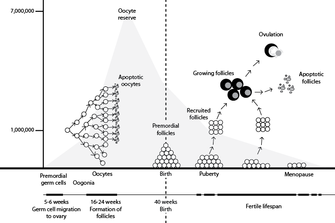follicle_growth_ovarian_reserve